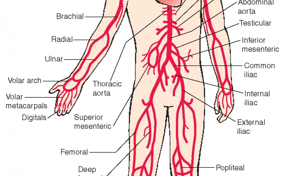 Έρευνα: Ποιοι κινδυνεύουν περισσότερο από τις γερασμένες αρτηρίες
